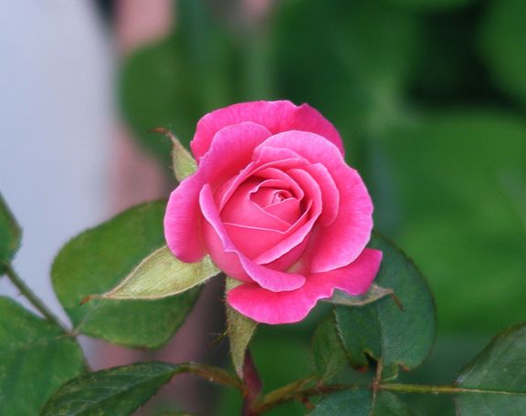 Chelsea Brittlyn photo cb2013_05220006_zps1ef1b5dc.jpg